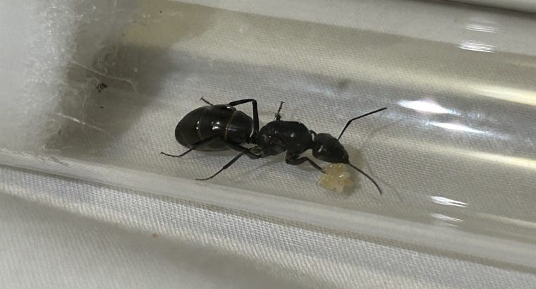 Camponotus aneopilosus queens $15