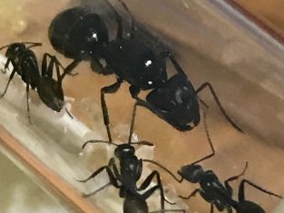 Camponotus with workers