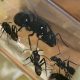 Camponotus with workers