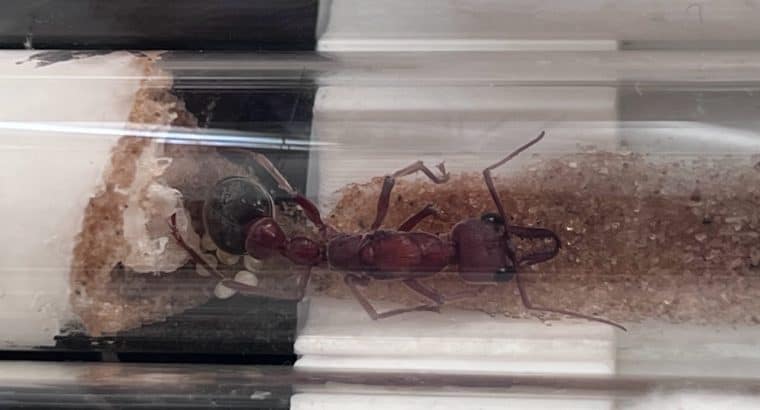 GIANT RED BULL ANT QUEEN (8 eggs)