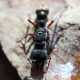 Mature Myrmecia Nigrocincta colony