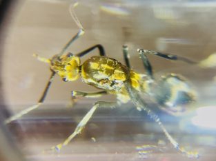(PRICE NEGOTIABLE!!) (FREE POSTAGE) (VERY RARE) Polyrhachis Semiaurata – Golden Head, golden thorax AND silver abdomen in ONE package!!!