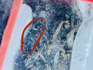 (FREE PLASTER NEST INCLUDED) POLYHRACHIS HOOKERI COLONY 30 WORKERS AND LOTS OF BROOD FOR SALE!!!!