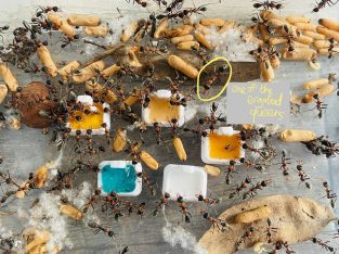 (RARE) Myrmecia Nigrocincta Colony 2 ERGATOID Queens, 3 Princesses, 2 Drones, 120+ Workers with Brood, Larvae and Cocoons! (COMES WITH A FREE LARGE HAND-MADE YTONG NEST AND FREE COLONIES)!!