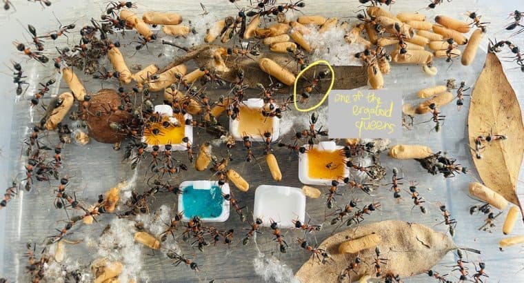 (RARE) Myrmecia Nigrocincta Colony 2 ERGATOID Queens, 3 Princesses, 2 Drones, 120+ Workers with Brood, Larvae and Cocoons! (COMES WITH A FREE LARGE HAND-MADE YTONG NEST AND FREE COLONIES)!!