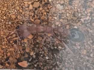 Selling Myrmercia Brevinoda, Phiedole Antipodum and beginner ants
