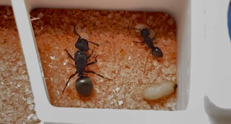 LOTS of Polyrhachis Queens FOR SALE!!!