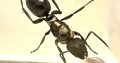 LOTS of Polyrhachis Queens FOR SALE!!!