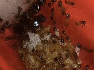 Double and Triple Pheidole Queens w/ workers