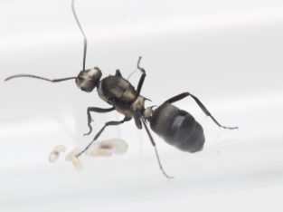 Polyrhachis daemeli queen with brood