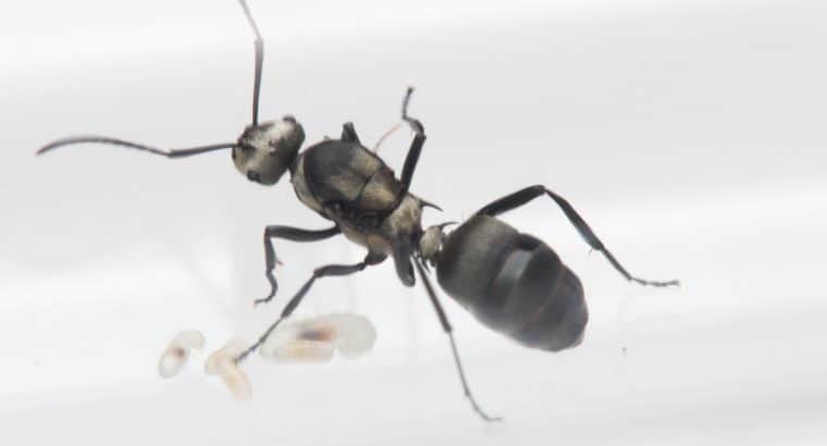 Polyrhachis daemeli queen with brood