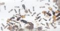 Pheidole sp. colony 40+ workers and majors