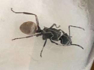 FRESHLY CAUGHT Polyrhachis queens for sale