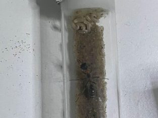 Myrmecia nigrocincta queen for trade