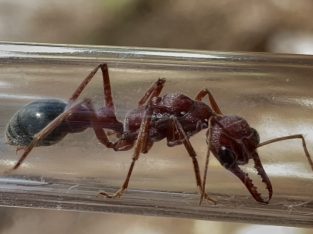 Myrmecia Brevinoda – FRESHLY CAUGHT