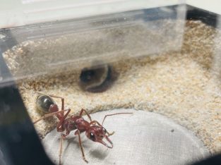 (PRICE NEGOTIABLE) 3 MYRMECIA BREVINODA – FRESHLY CAUGHT