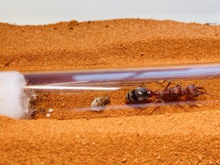 (PRICE NEGOTIABLE) 3 MYRMECIA BREVINODA – WITH EGGS