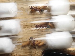 Myrmecia Brevinoda w/ cocoons best bang for buck!