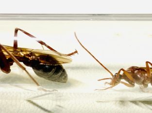 (FREE POSTAGE) 90% FERTILE WINGED MYRMECIA BREVINODA!! (HAS MATED WITH DRONE)