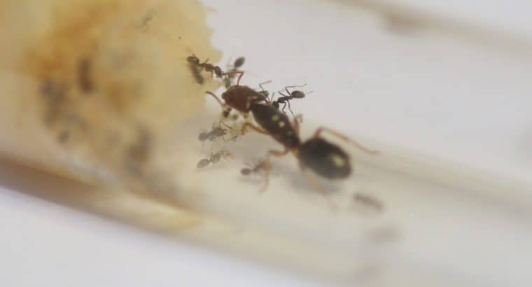 Anonychomyrma with workers Ants Online