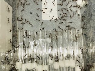 (RARE) Myrmecia Nigrocincta Colony 1 FULL QUEEN, 2 ERGATOID Queens, 275+ Workers!! (COMES WITH AN EXTRA LARGE HAND-MADE YTONG NEST)!! FREE Postage!