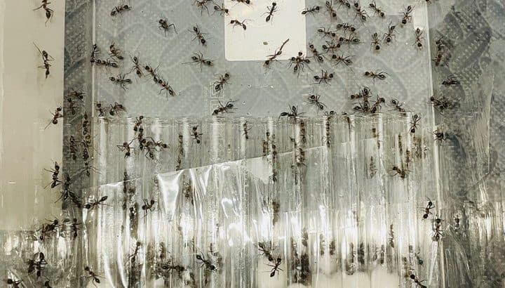 (RARE) Myrmecia Nigrocincta Colony 1 FULL QUEEN, 2 ERGATOID Queens, 275+ Workers!! (COMES WITH AN EXTRA LARGE HAND-MADE YTONG NEST)!! FREE Postage!