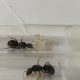 Meat Ant Queens With Brood (Iridomyrmex Purpureus)