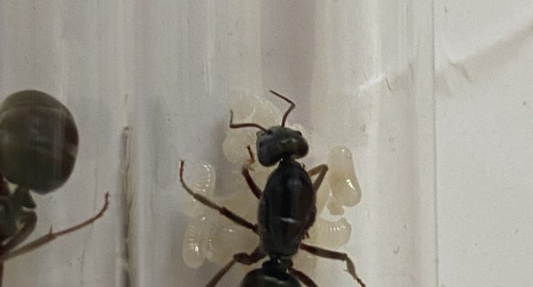 Meat Ant Queens With Brood (Iridomyrmex Purpureus)