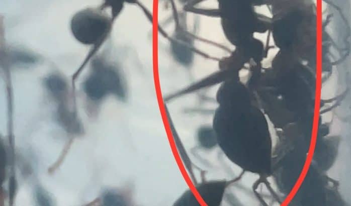 (RARE) Myrmecia Nigrocincta Colony 1 FULL QUEEN, 2 ERGATOID Queens, 275+ Workers!! (COMES WITH AN EXTRA LARGE HAND-MADE YTONG NEST)!! FREE Postage!