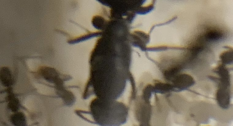 Multiple Iridomyrmex queens with workers for sale and 1 queen with only eggs