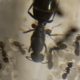 Multiple Iridomyrmex queens with workers for sale and 1 queen with only eggs