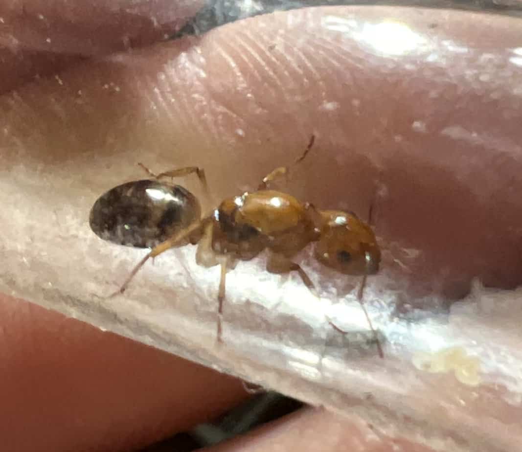 Honey Pot Ant Queen Ants Online 