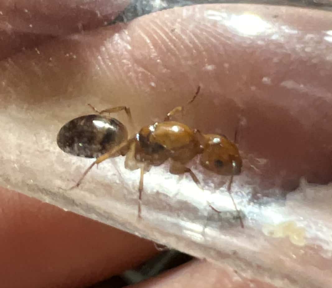Honey pot ant queen Ants Online