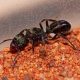 *SOLD** Rhytidoponera metallica Queens With Eggs For Sale $25