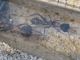 (SOLD) Myrmecia nigrocincta (1-2 workers)