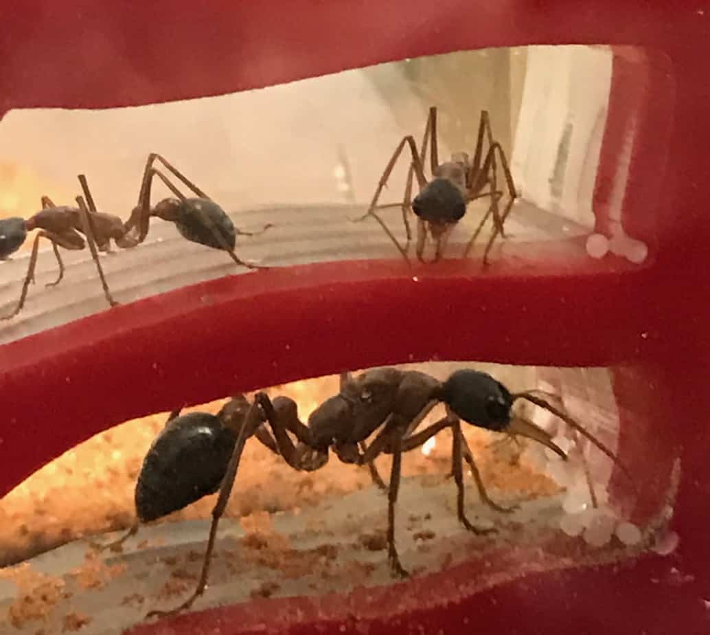 Ant Farm Formicarium with Ants and all the accessories Ants Online