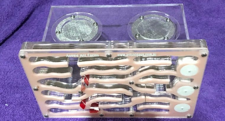 Ant Farm Formicarium with Ants and all the accessories