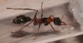 Myrmecia Nigrocincta Jumping Jack Bull Ant