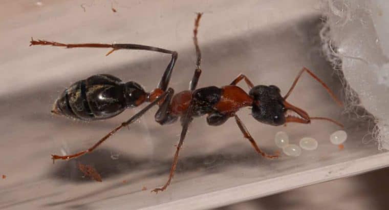 Myrmecia Nigrocincta Jumping Jack Bull Ant