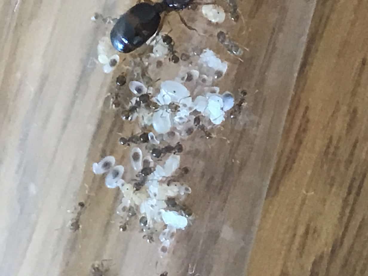 TRADING QUEENS!!! Ants Online