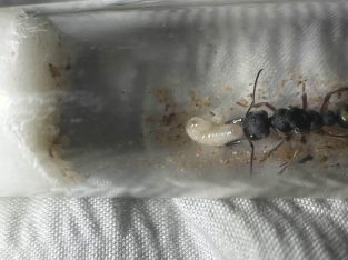 Myrmecia piliventris For trades