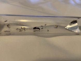 Small black pavement ant queens with 15-25 workers