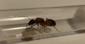 Camponotus consobrinus queens with workers