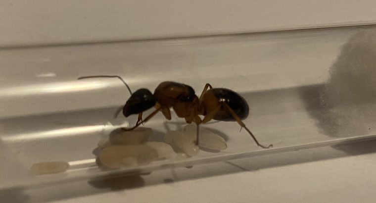 Camponotus consobrinus queens with workers
