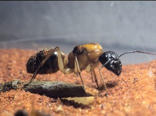 (SOLD) CHEAP SUGAR ANTS (3-5 workers)