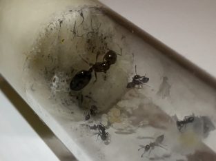 (SALE) CHEAP ACROBAT ANTS (7-15 workers)