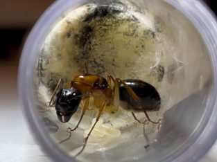 (SALE) Camponotus nigriceps (2-4 workers)