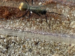 Polyrhachis Ammon Queen Golden Spiny Ant