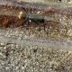 Polyrhachis Ammon Queen Golden Spiny Ant
