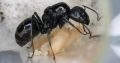 (SOLD) Camponotus Aeneopilosus (3 workers)